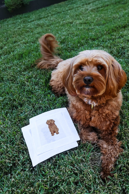 Cavapoo