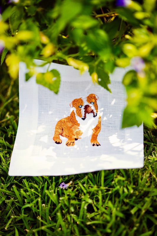 English Bulldog